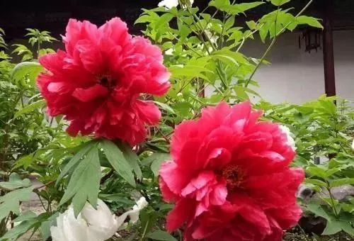 牡丹花怎么栽培（牡丹的养殖方法及注意事项）