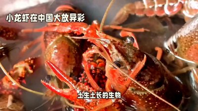 ​北美小龙虾，异国泛滥成灾，中国却要人工养殖才能生存下去