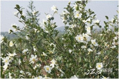 ​乐平5万多亩油茶花开放