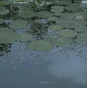 ​Ins风绿色系背景图‖风起花落，爱意未减