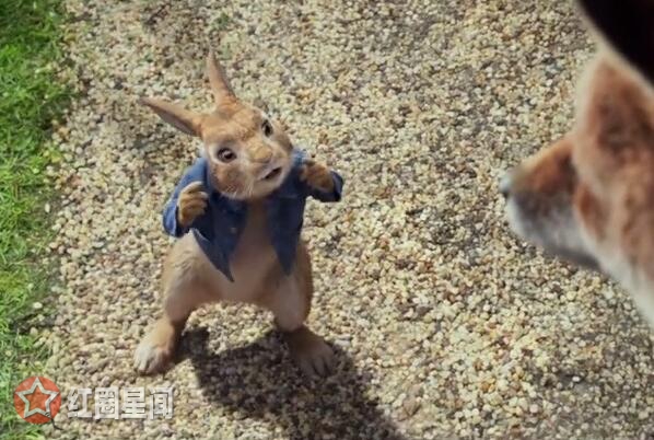 彼得兔真人电影男主角是谁 彼得兔电影讲述了什么故事