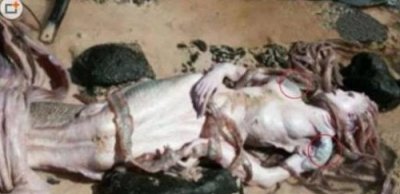 ​日本活吃美人鱼图片是真的吗 美人鱼真的存在吗这些证据被掩藏