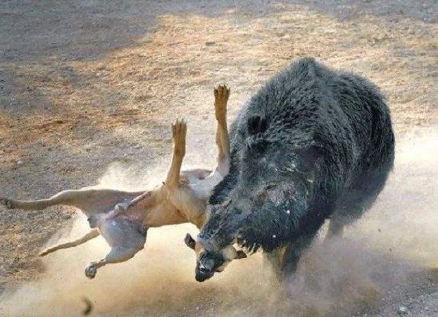 分析1000斤野猪战斗力有多强，对战一头强悍东北虎，胜算有几成？