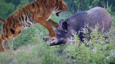 ​分析1000斤野猪战斗力有多强，对战一头强悍东北虎，胜算有几成？