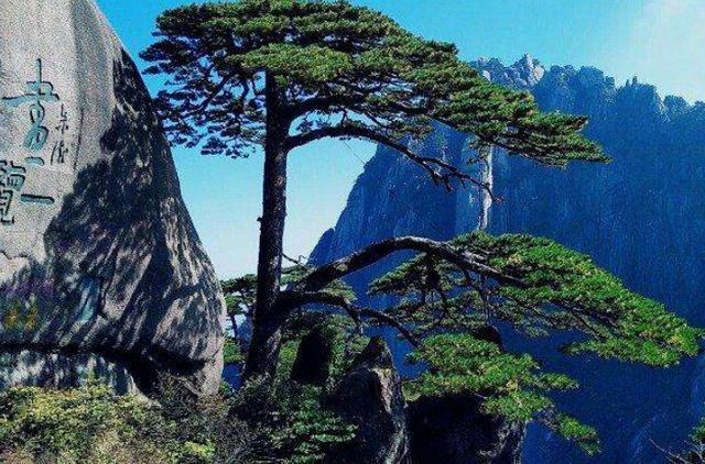 我国浑身是宝的三棵树，树叶堪比黄金，第三棵还有专人照顾