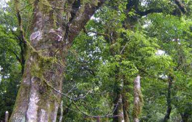 我国浑身是宝的三棵树，树叶堪比黄金，第三棵还有专人照顾