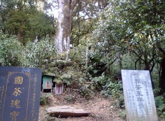 我国浑身是宝的三棵树，树叶堪比黄金，第三棵还有专人照顾