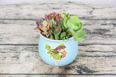 ​DIY│教你如何玩转多肉壁画