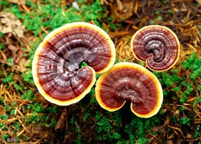 ​野生灵芝 野生灵芝价格昂贵，在哪里能够找到野生灵芝？