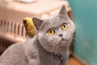 ​吸猫是什么意思网络用语 地下和会所吸猫为什么是犯法的