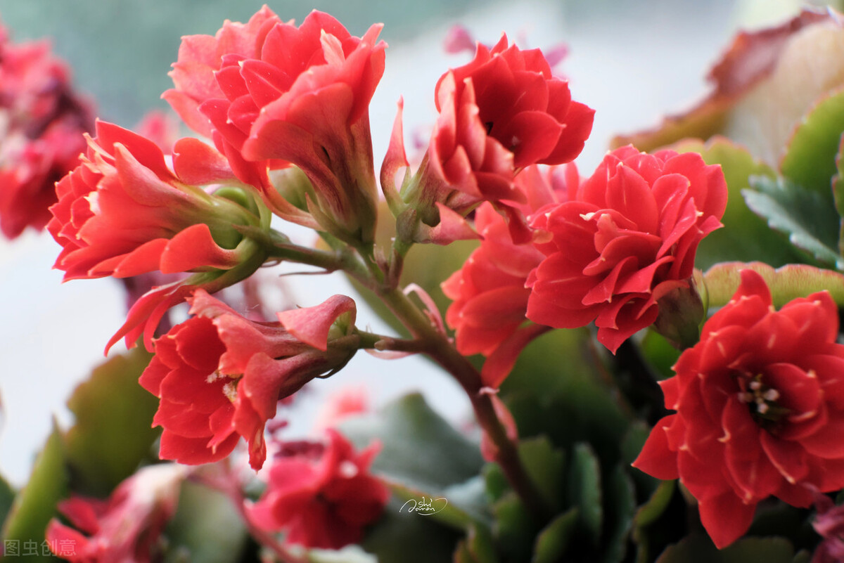 长寿花长白霜怎么回事（揭秘3个重要原因）