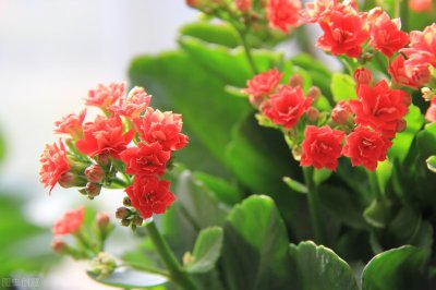 ​长寿花长白霜怎么回事（揭秘3个重要原因）