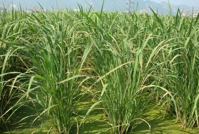 茭白有黑点能吃吗，种植茭白发现有些茭白早早产生黑斑点，如何才能延缓茭白产生黑斑点？图3