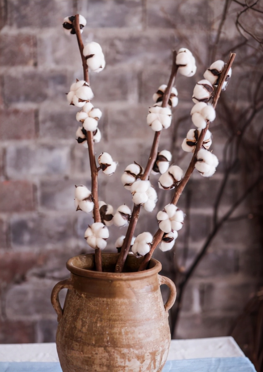 棉花的花语和寓意（一文了解棉花代表的含义）