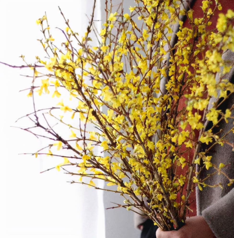 棉花的花语和寓意（一文了解棉花代表的含义）