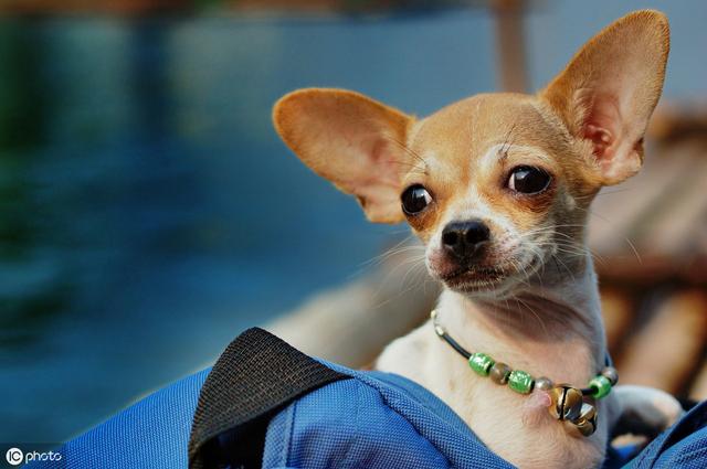 家养最合适的中小型犬（五种适合家庭饲养的小型犬）(5)