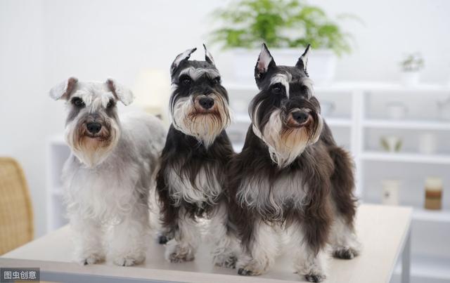 家养最合适的中小型犬（五种适合家庭饲养的小型犬）(3)