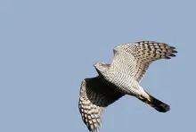 什么动物打开什么像把伞,什么动物的壳像一把打开的伞一样图3