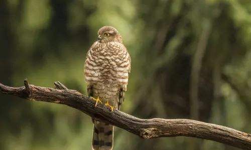 什么动物打开什么像把伞,什么动物的壳像一把打开的伞一样图2