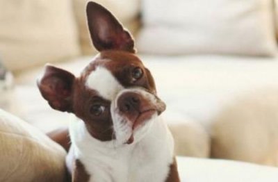 ​拉布拉多成犬狗粮