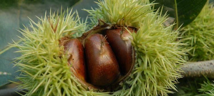 如何保存栗子不干瘪