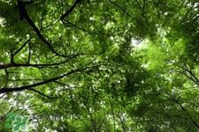 倒春寒吃什么好？倒春寒吃什么养生？