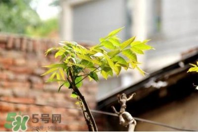 ​倒春寒吃什么好？倒春寒吃什么养生？