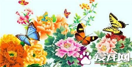 牡丹颜色有几种（常见的牡丹花有七种颜色）