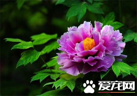 牡丹颜色有几种（常见的牡丹花有七种颜色）