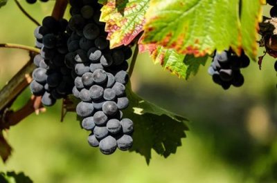 ​奔富麦克斯赤霞珠干红葡萄酒(奔富麦克斯红酒多少钱一瓶)