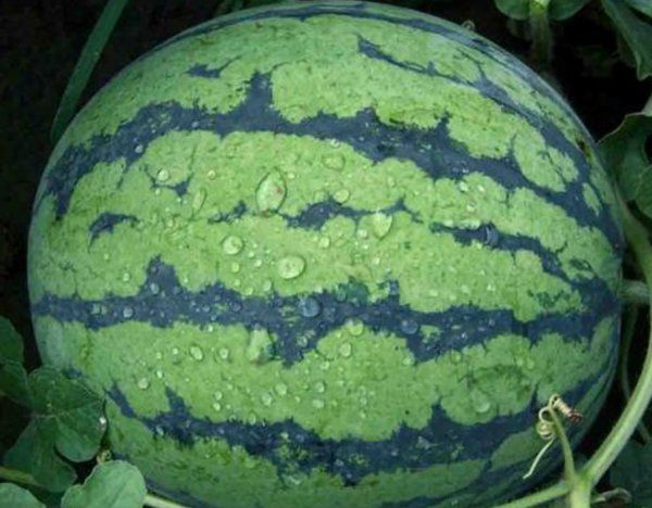 西瓜从冰箱里拿出来多长时间可以吃,西瓜从冰箱拿出来能放多久图3