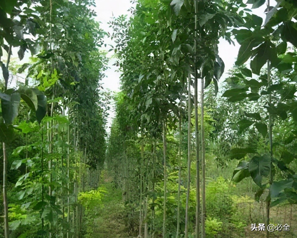 什么树长得快又高大又茂盛（园林绿化中几种常见速生树种）