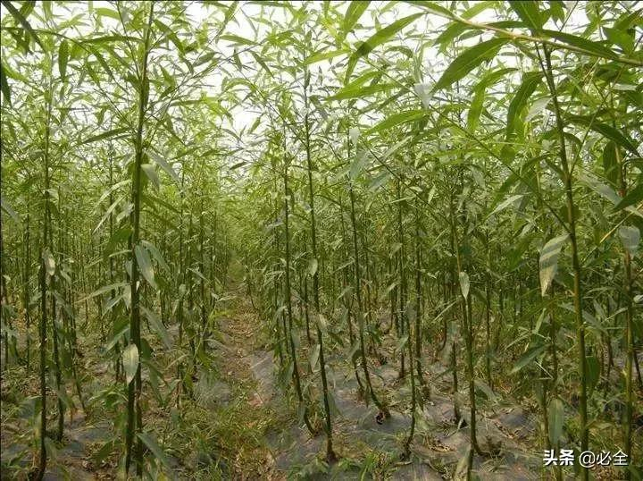 什么树长得快又高大又茂盛（园林绿化中几种常见速生树种）