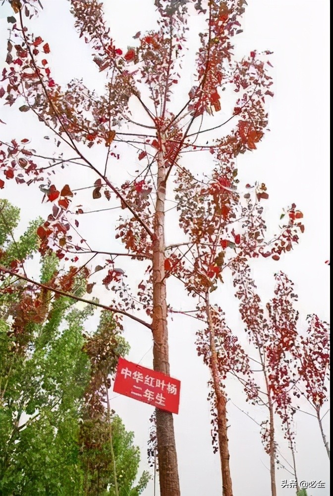 什么树长得快又高大又茂盛（园林绿化中几种常见速生树种）