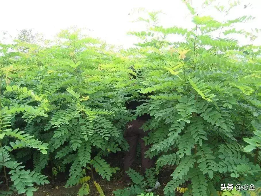 什么树长得快又高大又茂盛（园林绿化中几种常见速生树种）