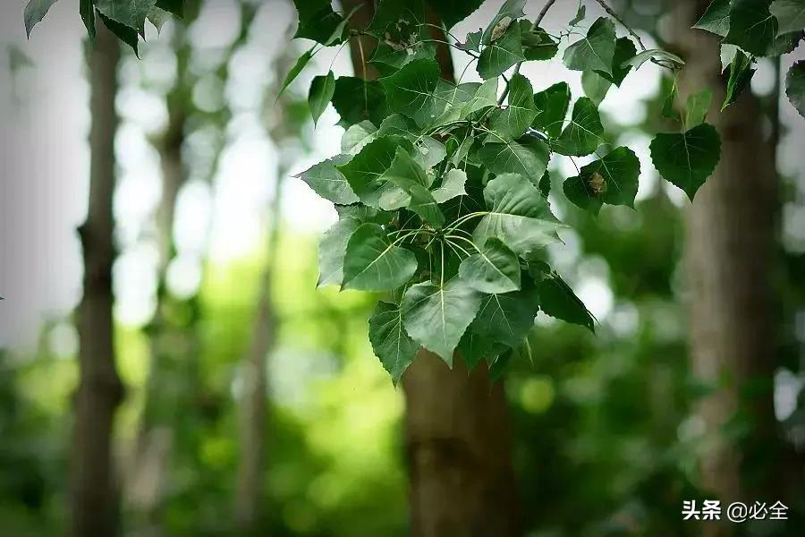 什么树长得快又高大又茂盛（园林绿化中几种常见速生树种）