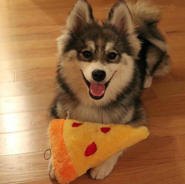 哈士奇和博美的爱情结晶：高颜值博士奇！！