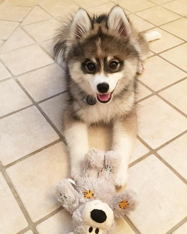 哈士奇和博美的爱情结晶：高颜值博士奇！！