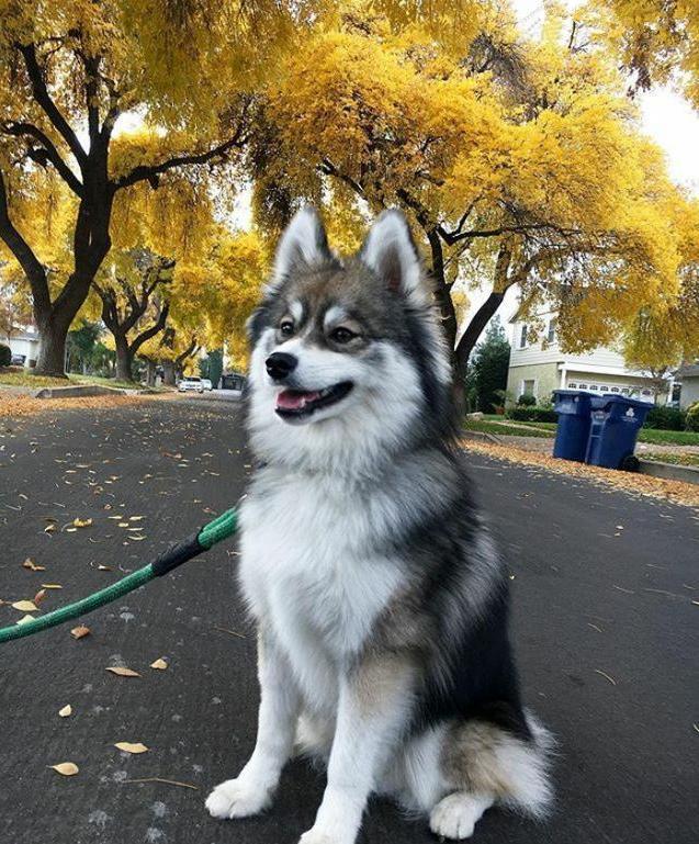 哈士奇和博美的爱情结晶：高颜值博士奇！！