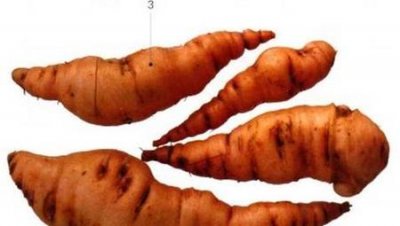 ​怎样制作熟三七(三七如何炮制)