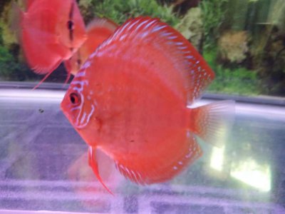 ​鱼缸过滤系统滤棉的摆放顺序如何安排效果最好？