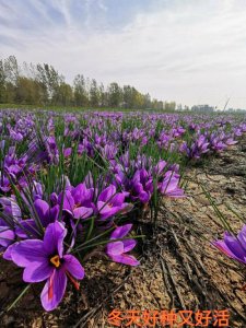 ​西红花种植（西红花种植方法详解）