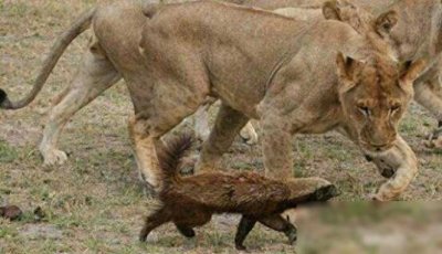 ​蜜獾与狮子大战后不尽兴，又遇上胡狼挑衅，给它点颜色瞧瞧！