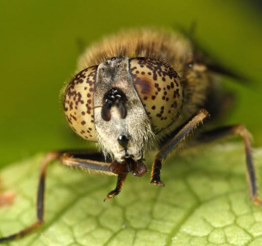如何防治果蝇最有效方法（果蝇有什么样的危害）(3)