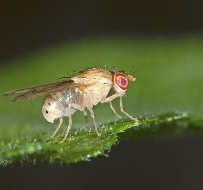 如何防治果蝇最有效方法（果蝇有什么样的危害）(5)