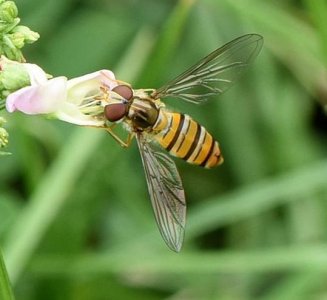 ​如何防治果蝇最有效方法（果蝇有什么样的危害）