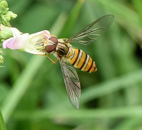 如何防治果蝇最有效方法（果蝇有什么样的危害）(1)