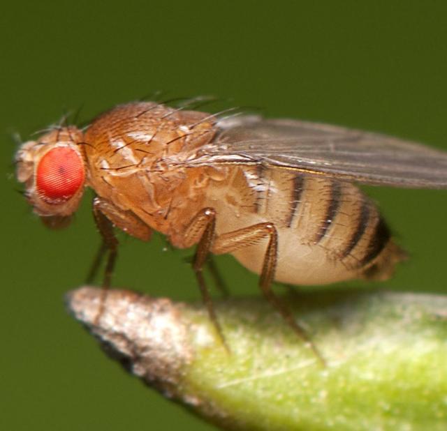 如何防治果蝇最有效方法（果蝇有什么样的危害）(4)