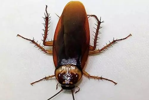 南方蟑螂会飞,南方的蟑螂会不会飞图4