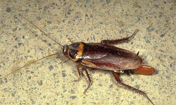 南方蟑螂会飞,南方的蟑螂会不会飞图1